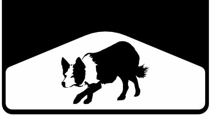 Border Collie Weight